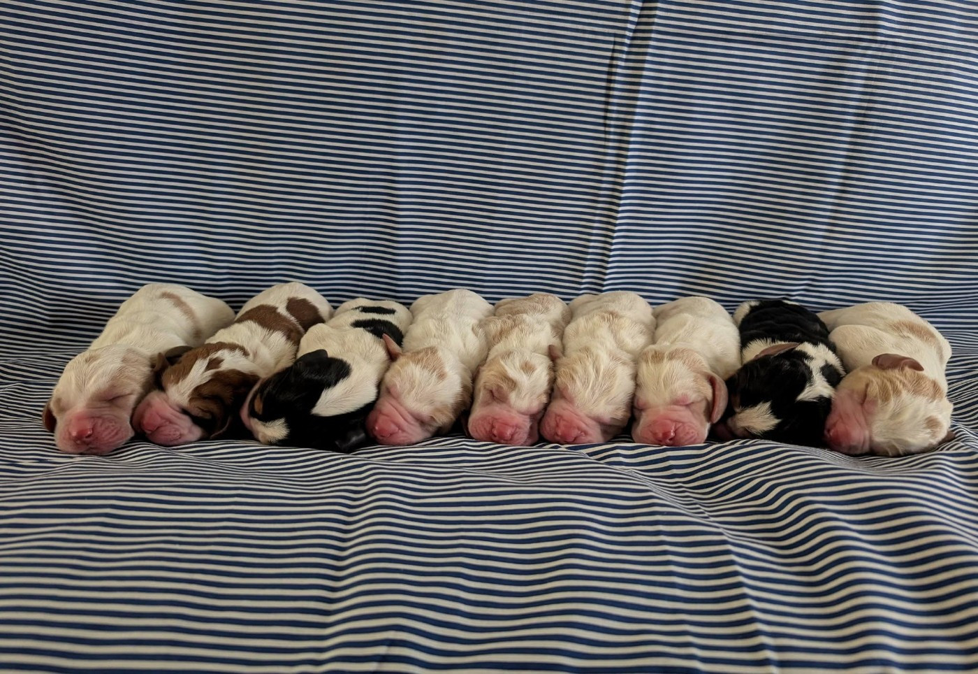 Boudins Blancs [2026]