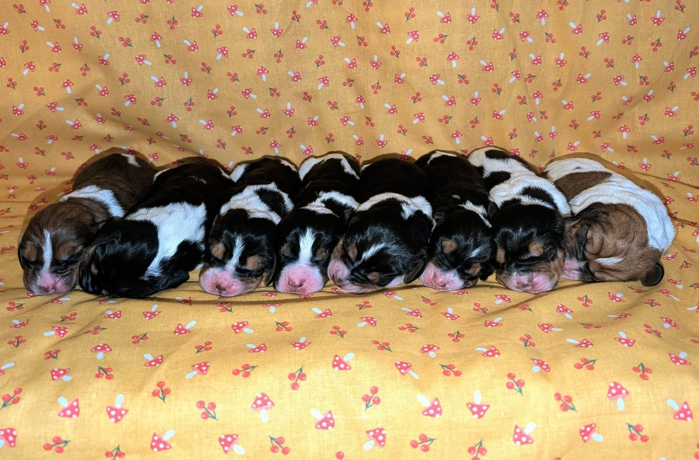 Les Boudins noirs [2026]