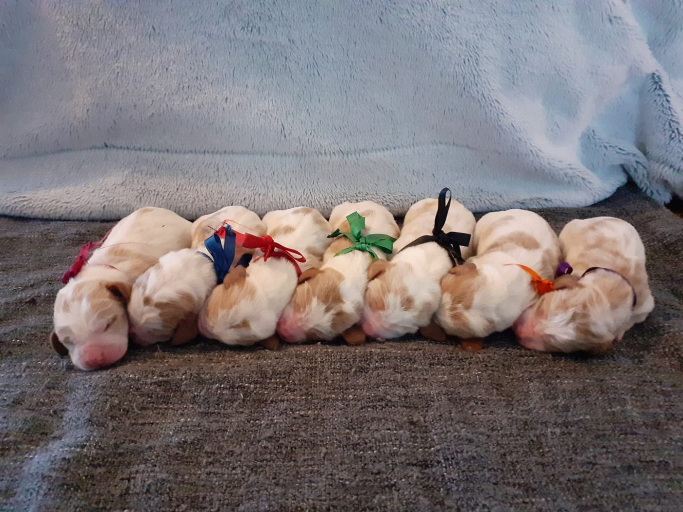 Les saucisses [2021]