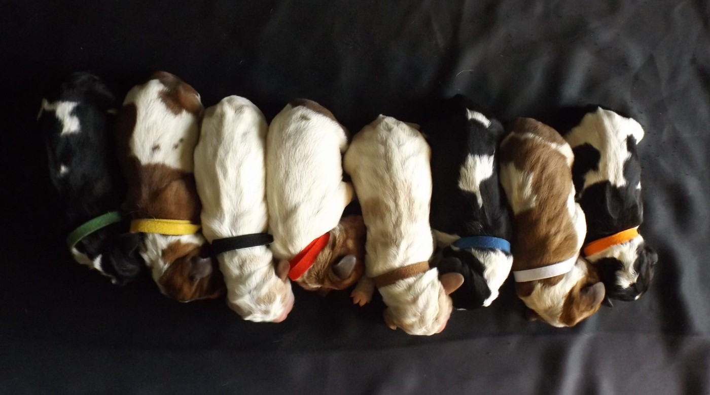 Les Vermicelles [2024]