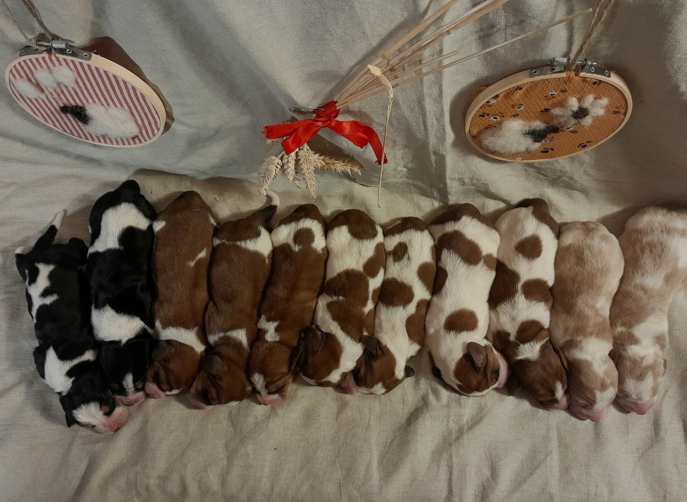 Les Andouillettes [2025]