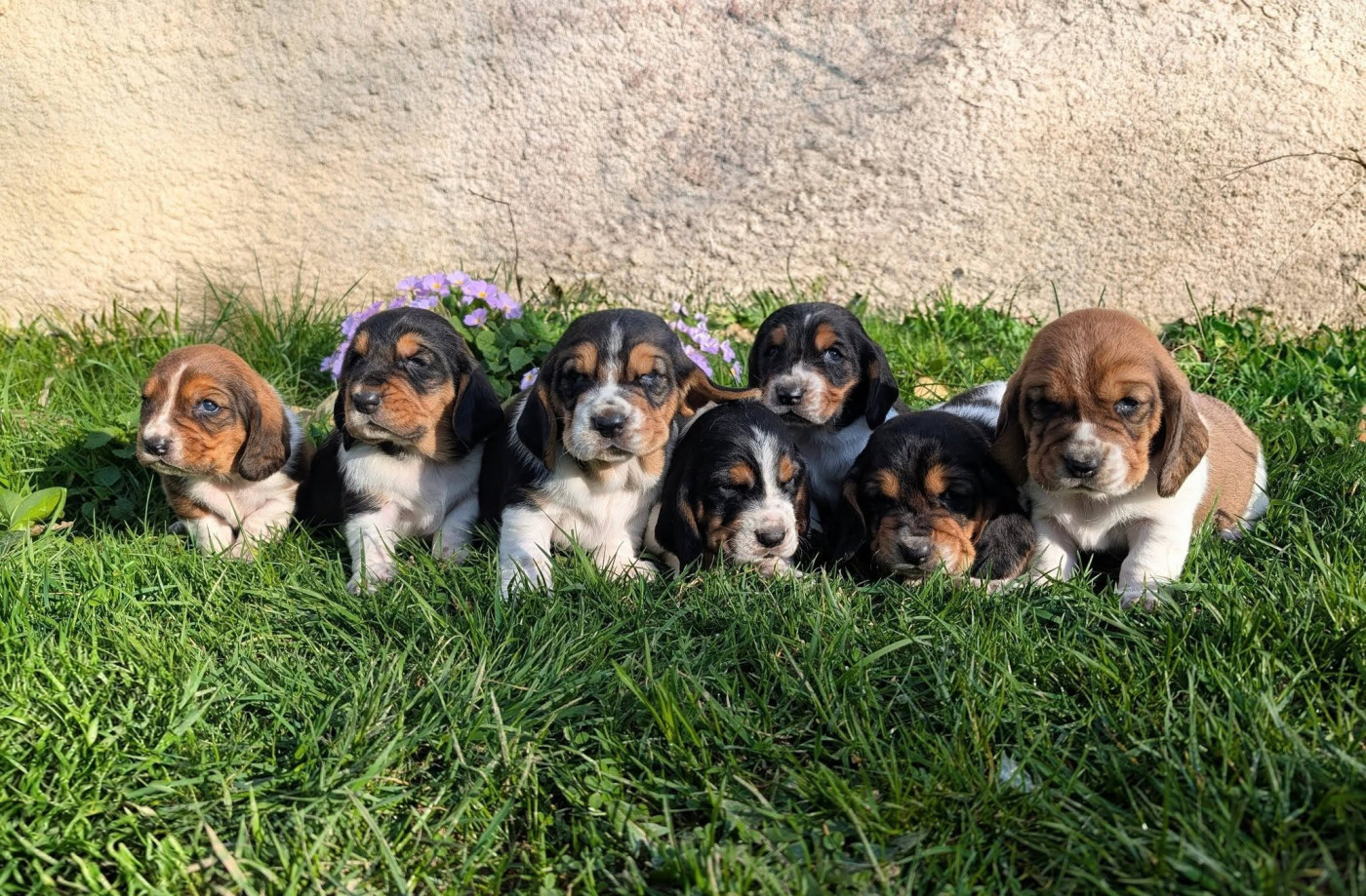 Des Terres Fleuries - Basset Hound - Portée née le 10/02/2026