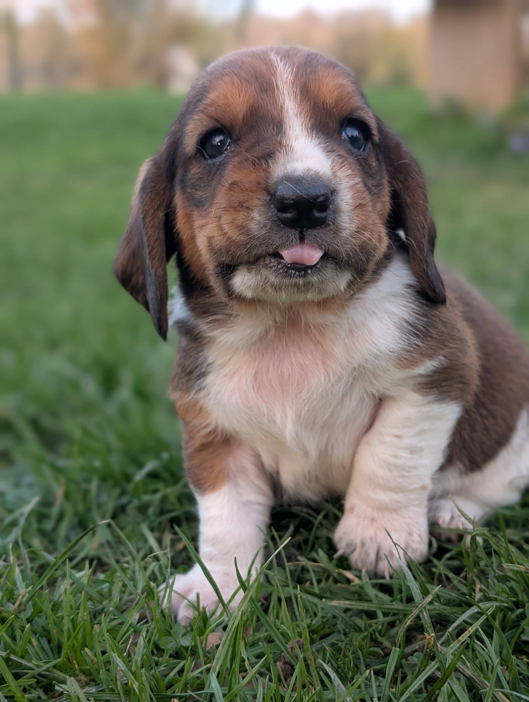Des Terres Fleuries - Chiots disponibles - Basset Hound