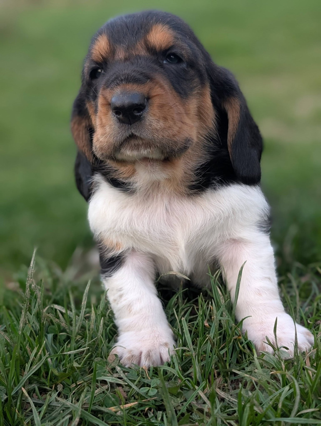 Des Terres Fleuries - Chiots disponibles - Basset Hound