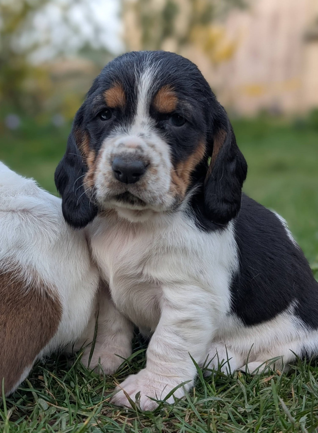 Des Terres Fleuries - Chiots disponibles - Basset Hound