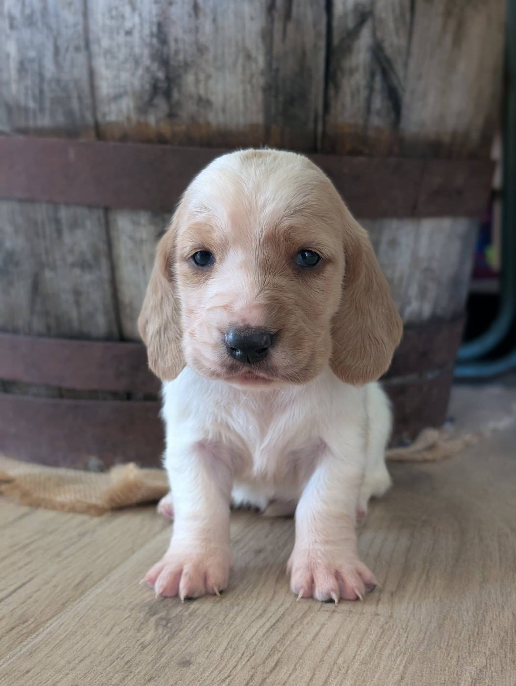 Des Terres Fleuries - Chiots disponibles - Basset Hound