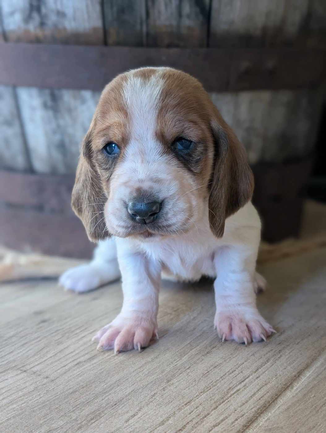 Des Terres Fleuries - Chiots disponibles - Basset Hound