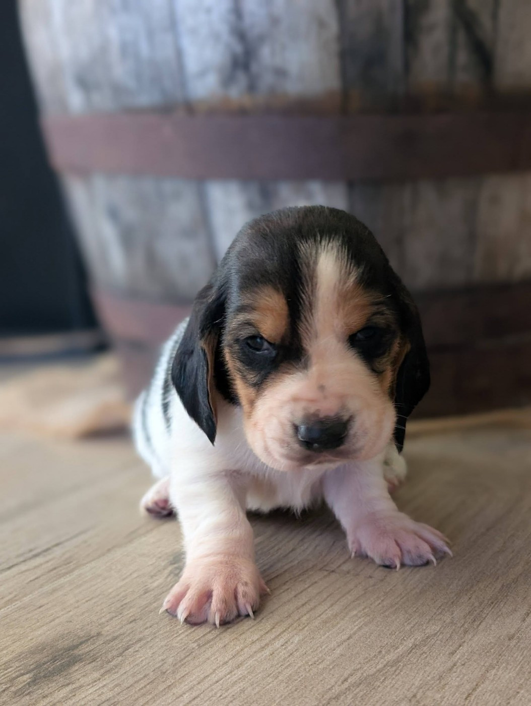 Des Terres Fleuries - Chiots disponibles - Basset Hound