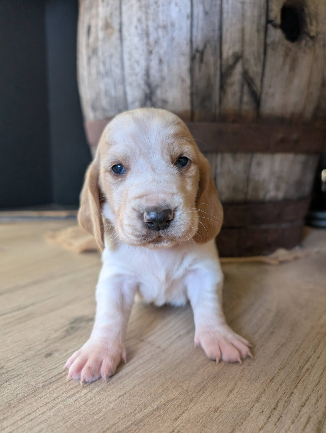 Des Terres Fleuries - Chiots disponibles - Basset Hound