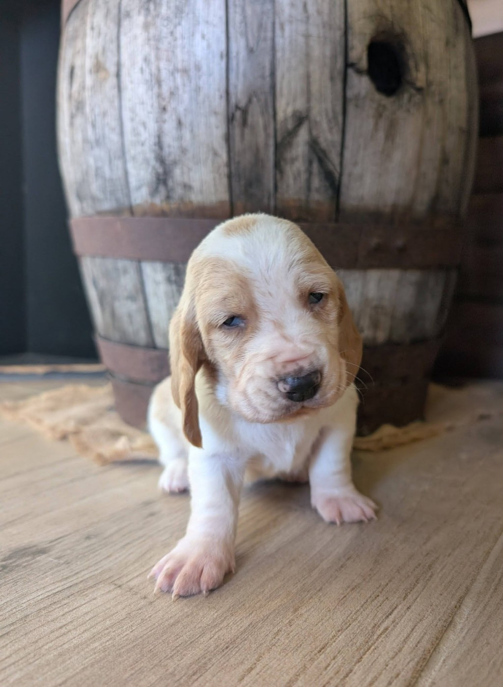 Des Terres Fleuries - Chiots disponibles - Basset Hound