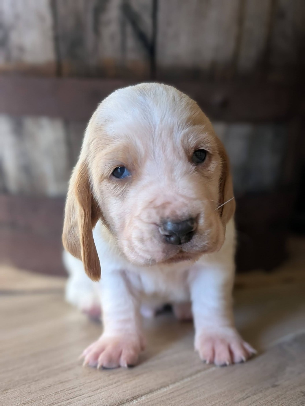 Des Terres Fleuries - Chiots disponibles - Basset Hound