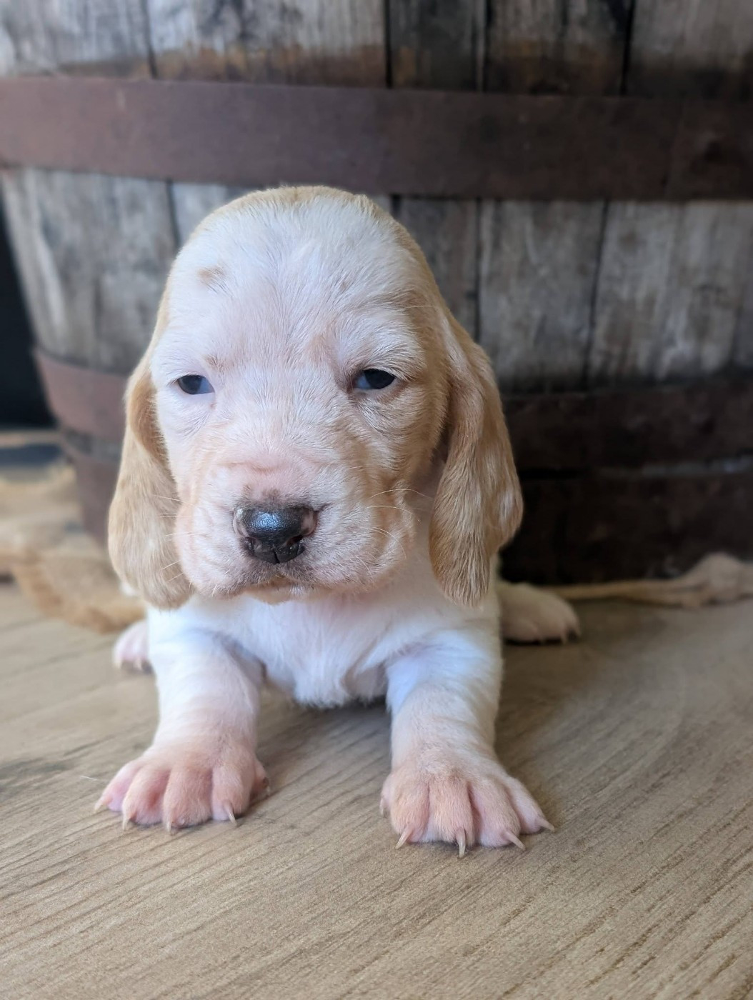 Des Terres Fleuries - Chiots disponibles - Basset Hound