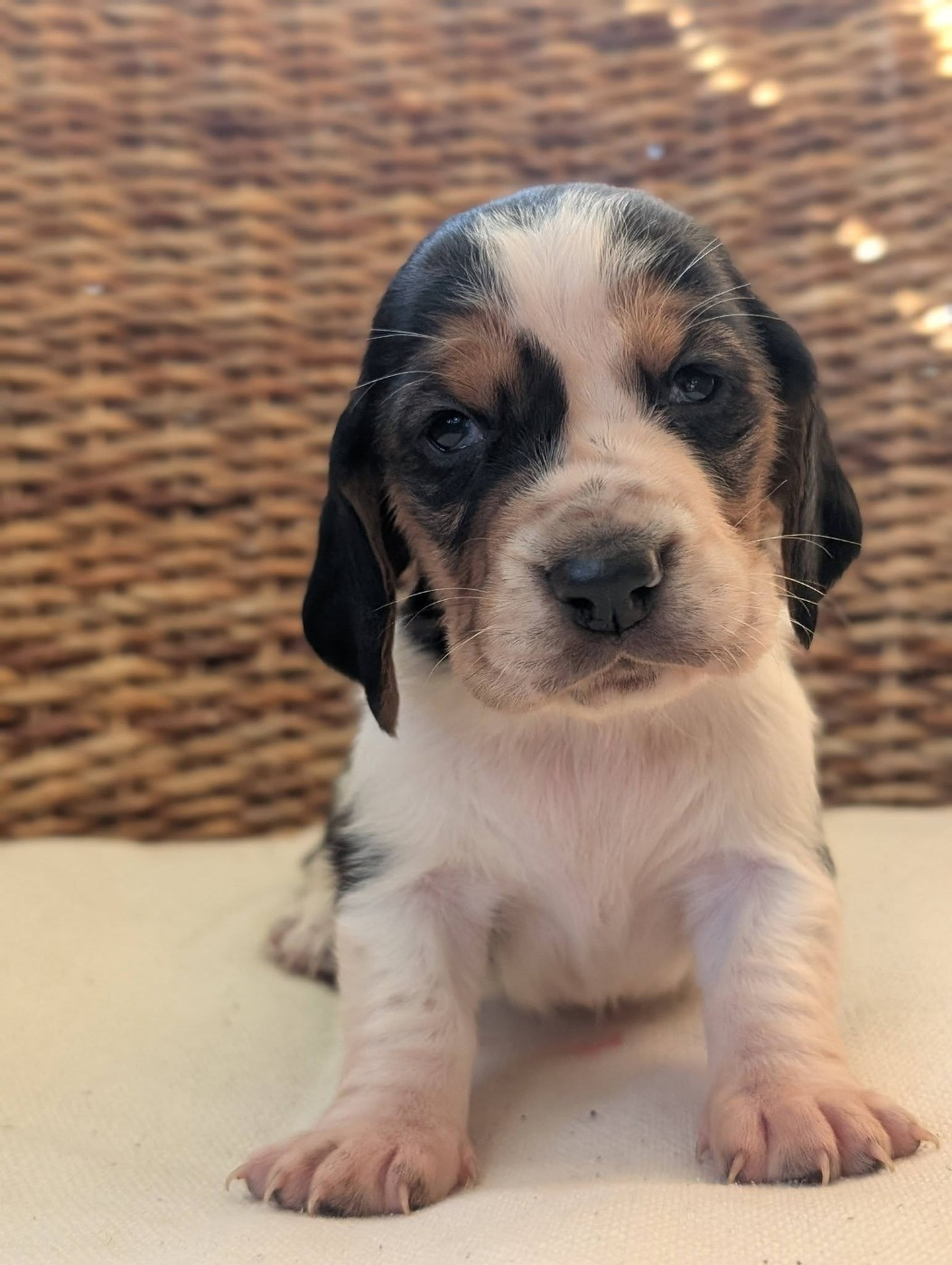 Des Terres Fleuries - Chiots disponibles - Basset Hound
