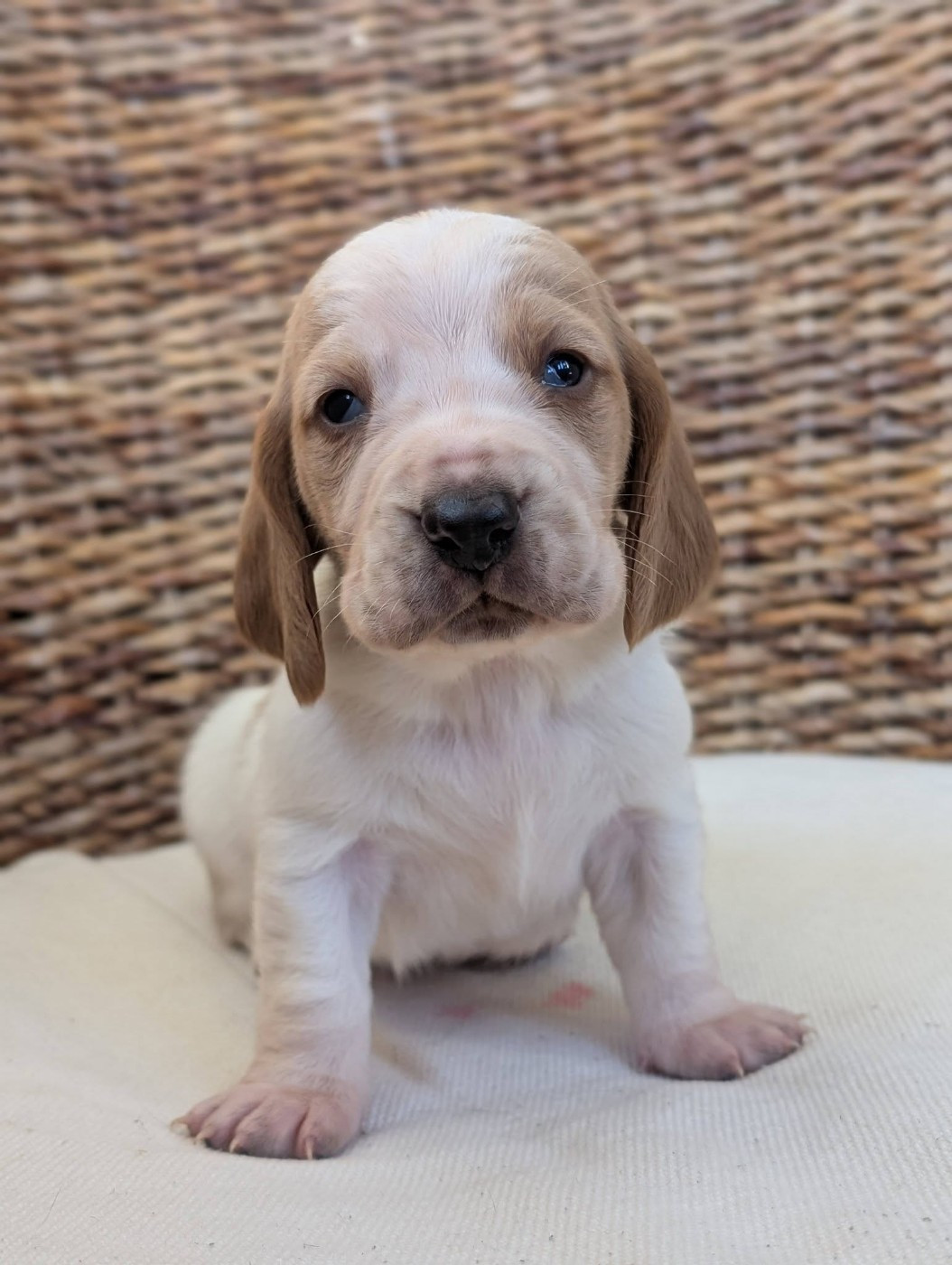 Des Terres Fleuries - Chiots disponibles - Basset Hound