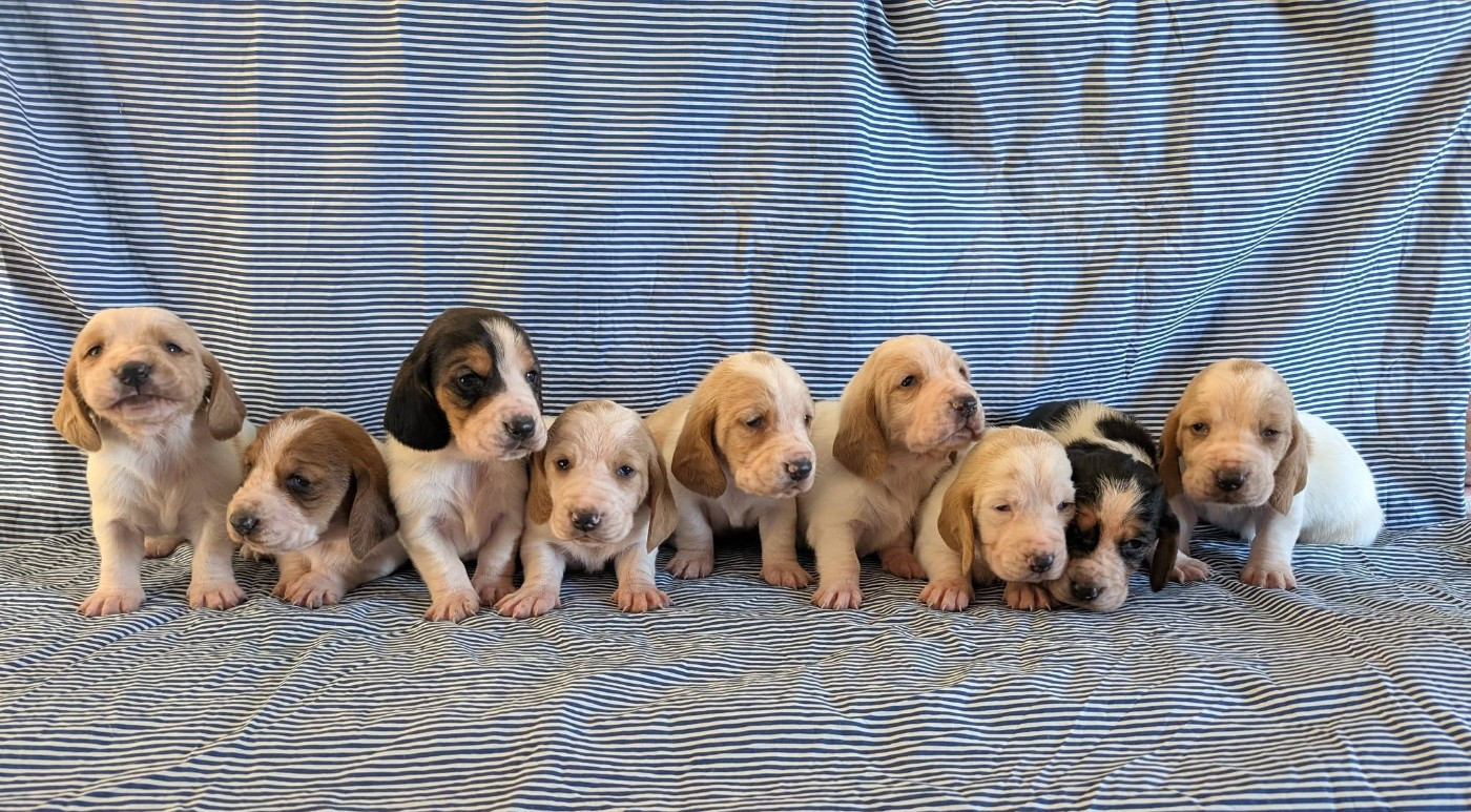 Des Terres Fleuries - Basset Hound - Portée née le 20/02/2026