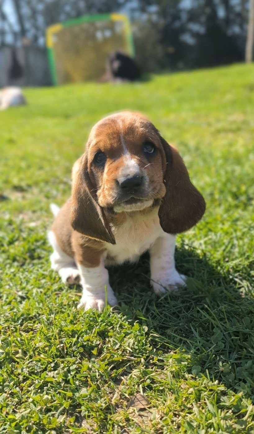 Des Terres Fleuries - Chiots disponibles - Basset Hound