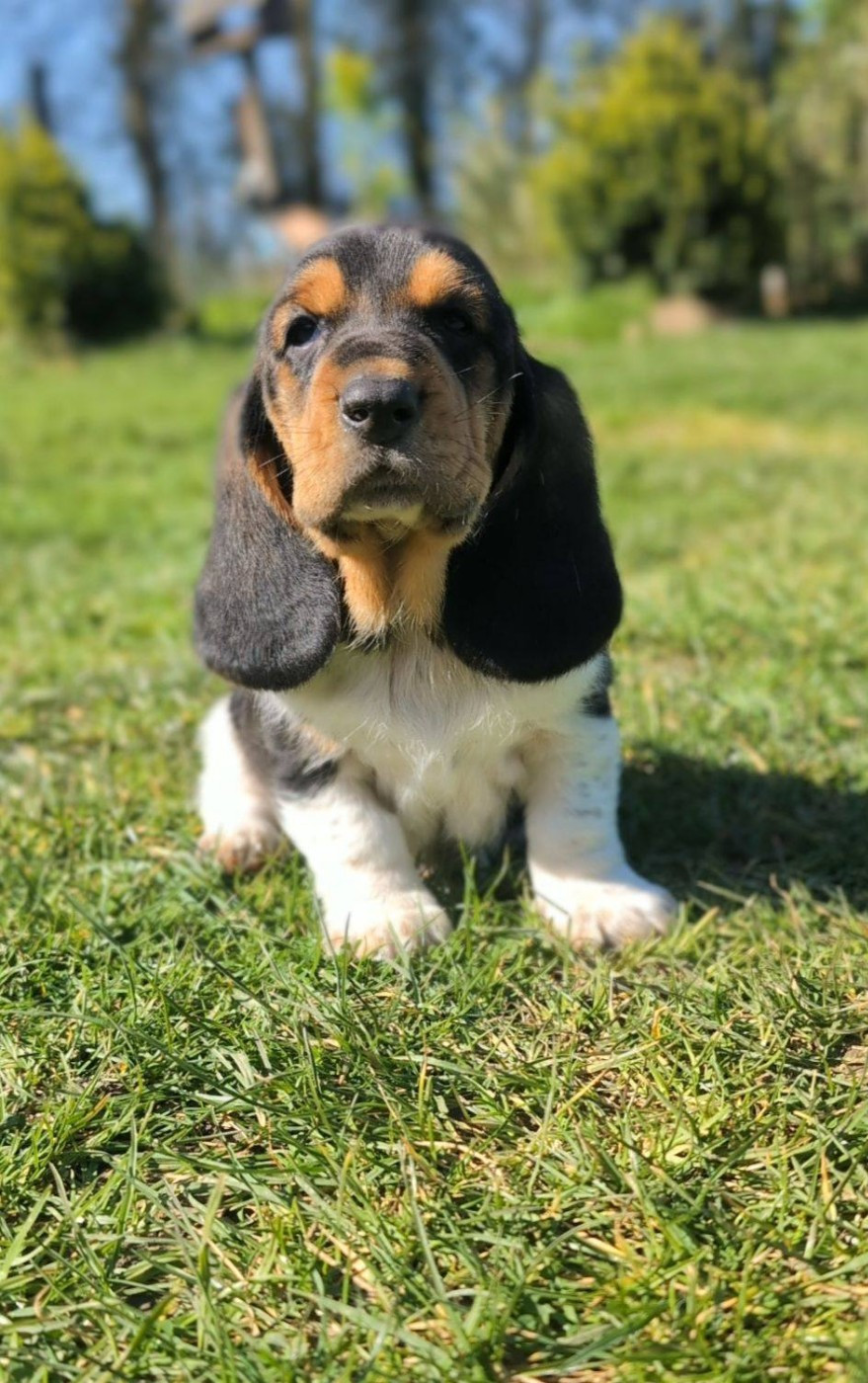 Des Terres Fleuries - Chiots disponibles - Basset Hound