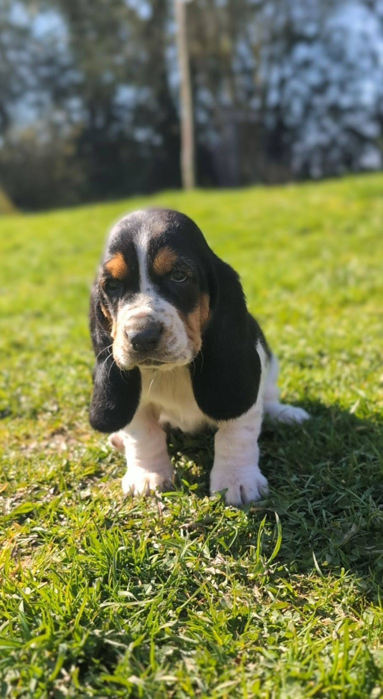 Des Terres Fleuries - Chiots disponibles - Basset Hound