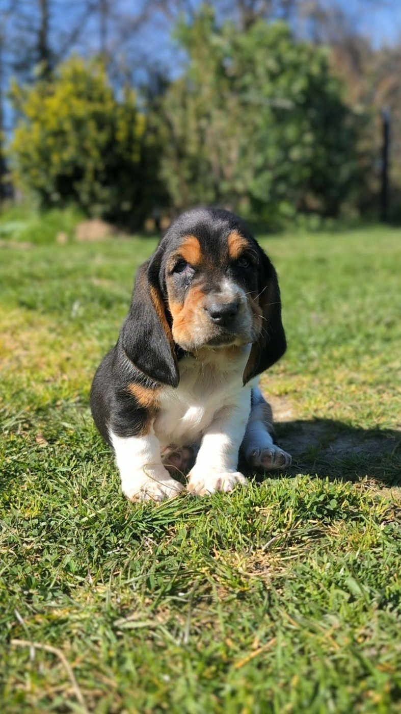 Des Terres Fleuries - Chiots disponibles - Basset Hound
