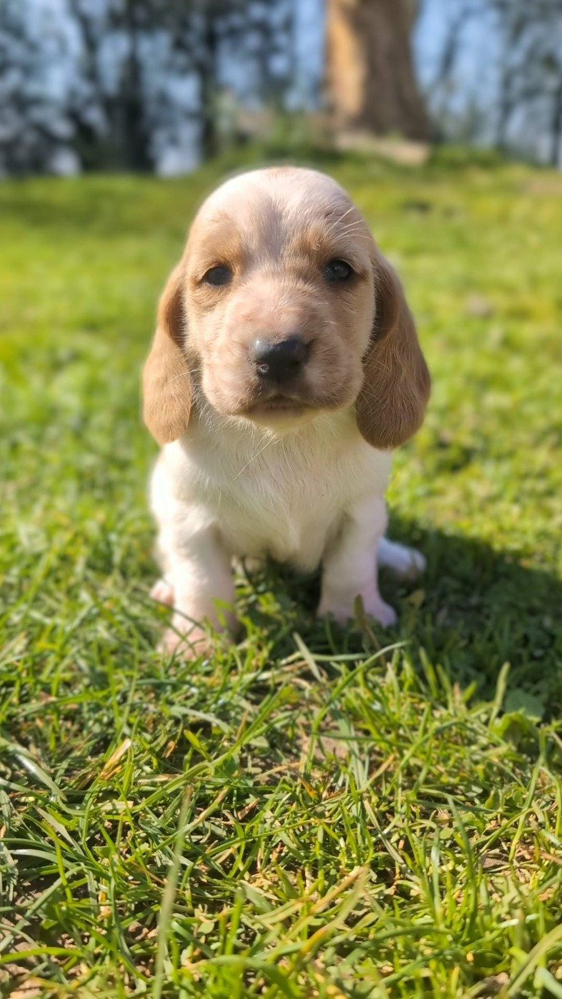 Des Terres Fleuries - Chiots disponibles - Basset Hound