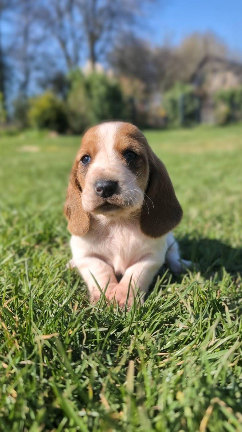 Des Terres Fleuries - Chiots disponibles - Basset Hound
