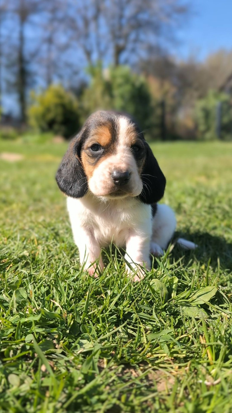 Des Terres Fleuries - Chiots disponibles - Basset Hound