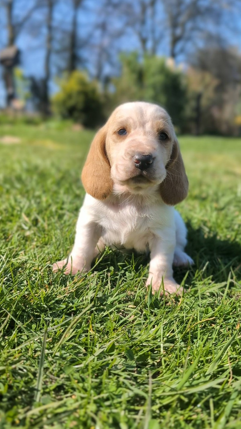 Des Terres Fleuries - Chiots disponibles - Basset Hound