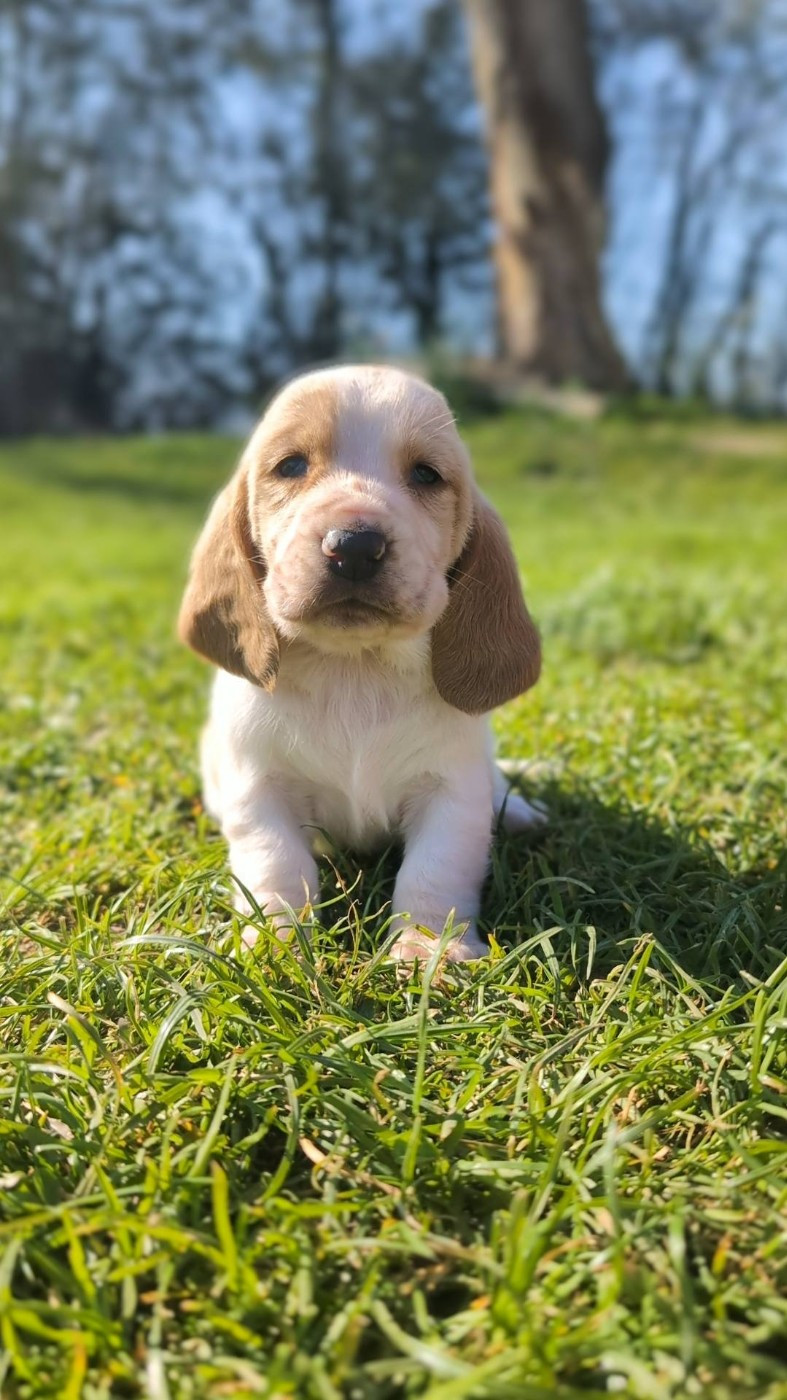 Des Terres Fleuries - Chiots disponibles - Basset Hound