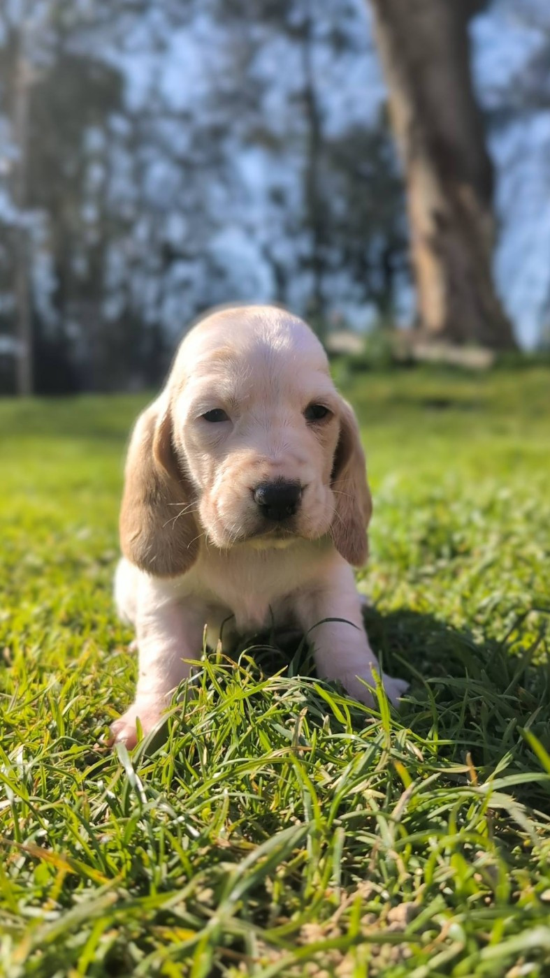 Des Terres Fleuries - Chiots disponibles - Basset Hound