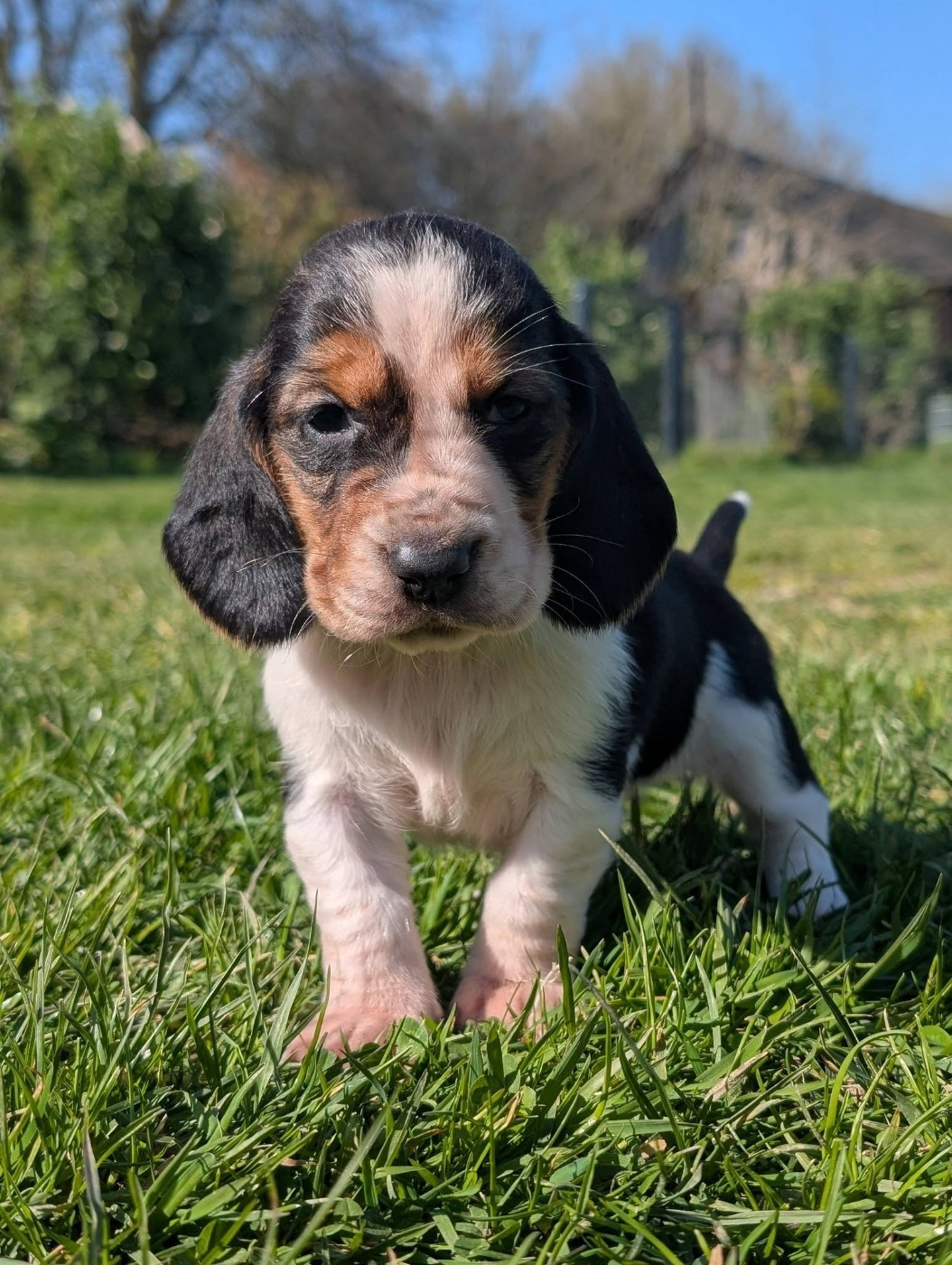 Des Terres Fleuries - Chiots disponibles - Basset Hound