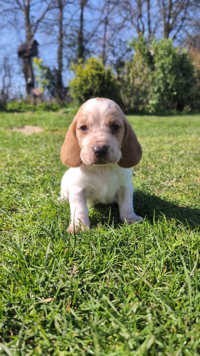 Des Terres Fleuries - Chiots disponibles - Basset Hound