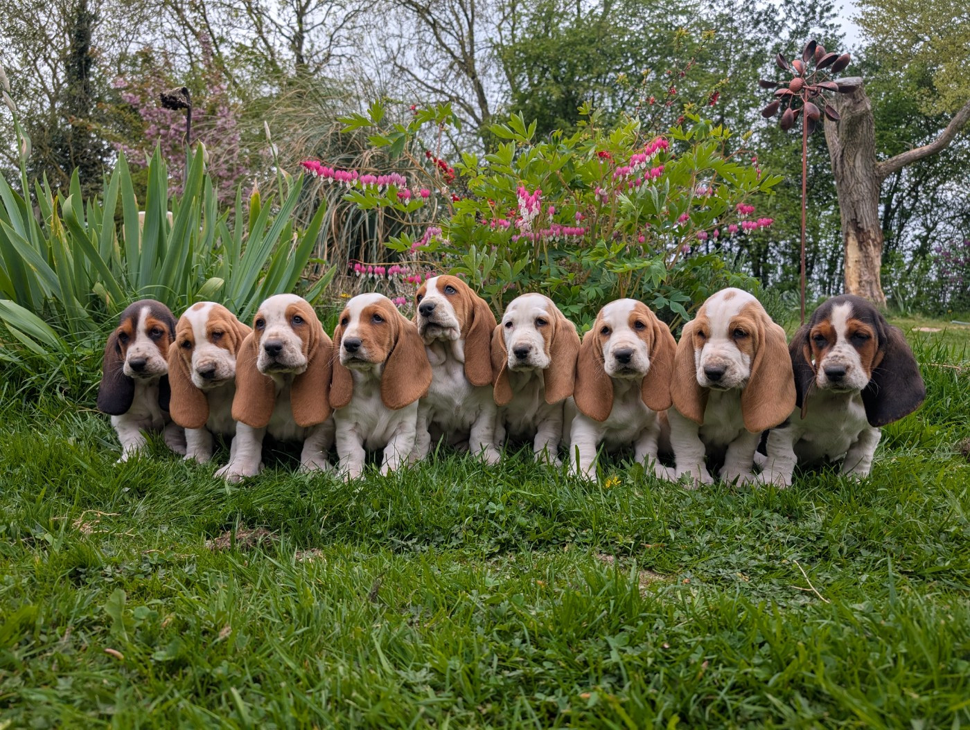 Chiot Basset Hound Des Terres Fleuries