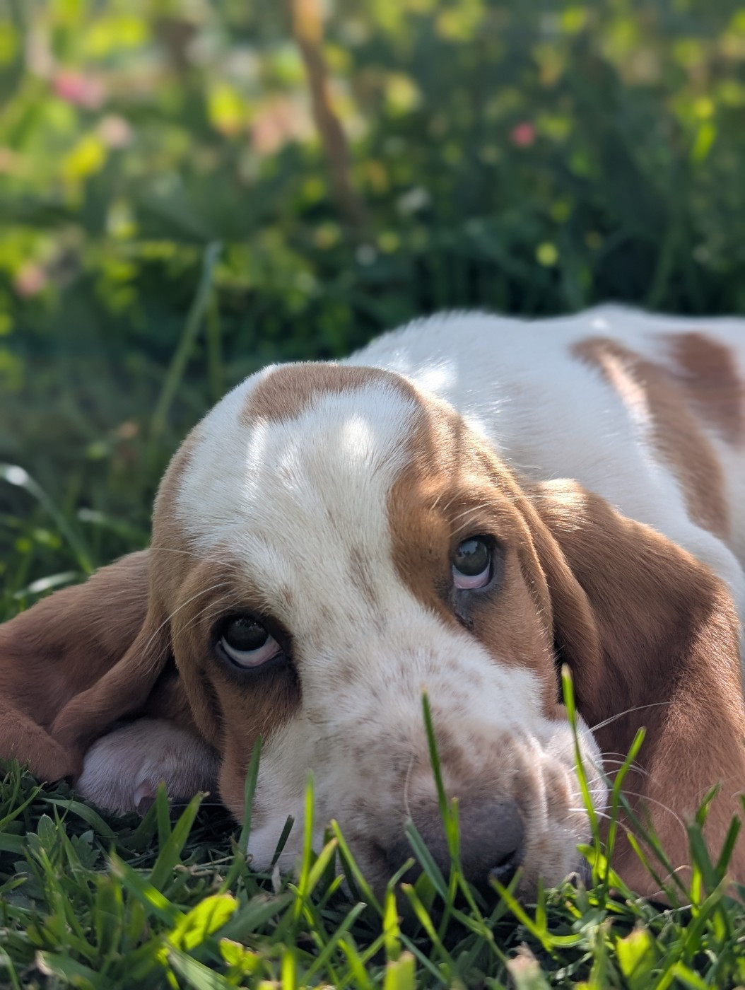 Des Terres Fleuries - Chiots disponibles - Basset Hound